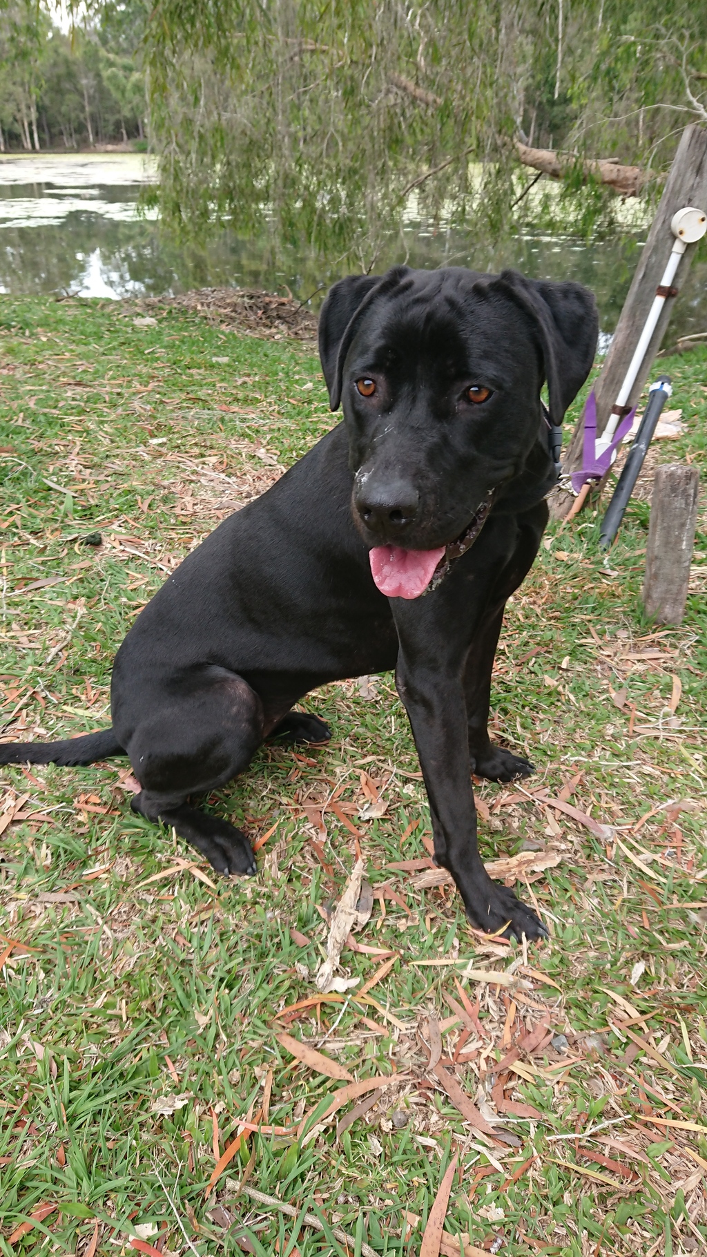 Penny - Large Female Bullmastiff x Labrador Retriever Mix Dog in QLD ...