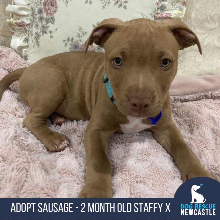 Sausage 2 Month Old Staffy X (Trial) Medium Male Staffy Mix Dog in