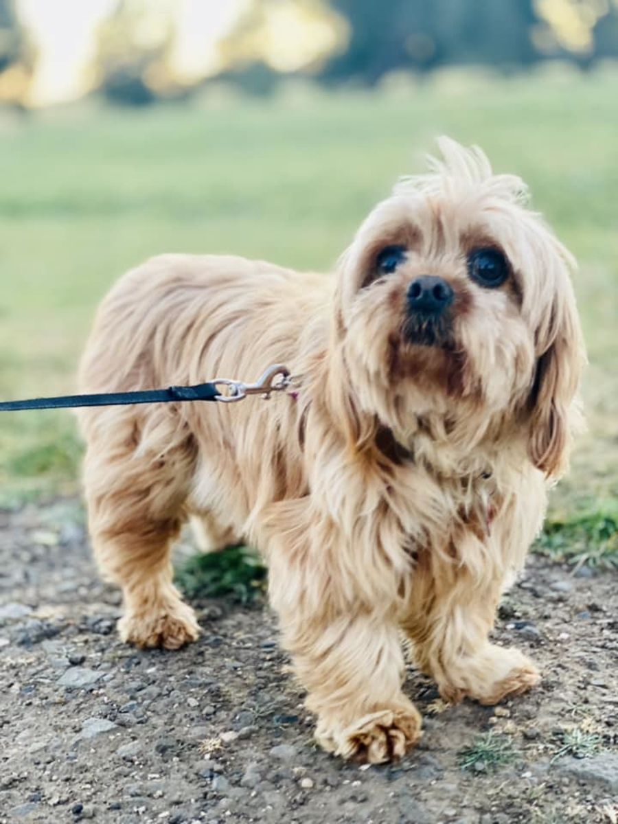 Maltese Shih Tzu X King Charles Cavalier Maltese King Charles