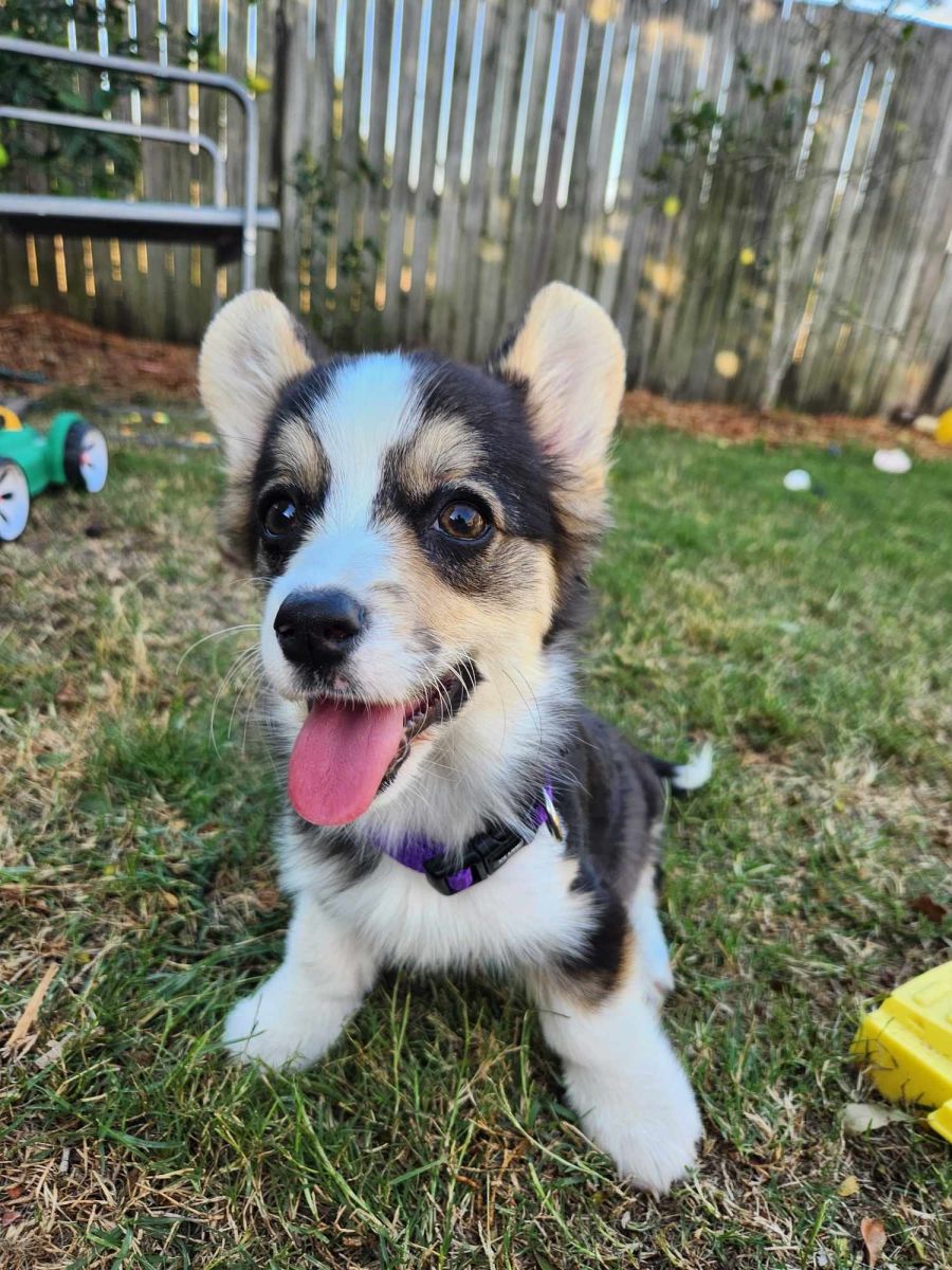 Maggie - Small Female Corgi, Pembroke Dog in QLD - PetRescue