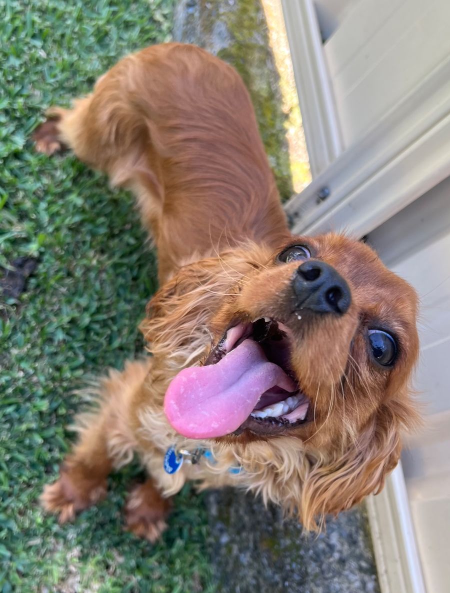 Bella and Benji - Small Male Cavalier King Charles Spaniel Dog in NSW ...