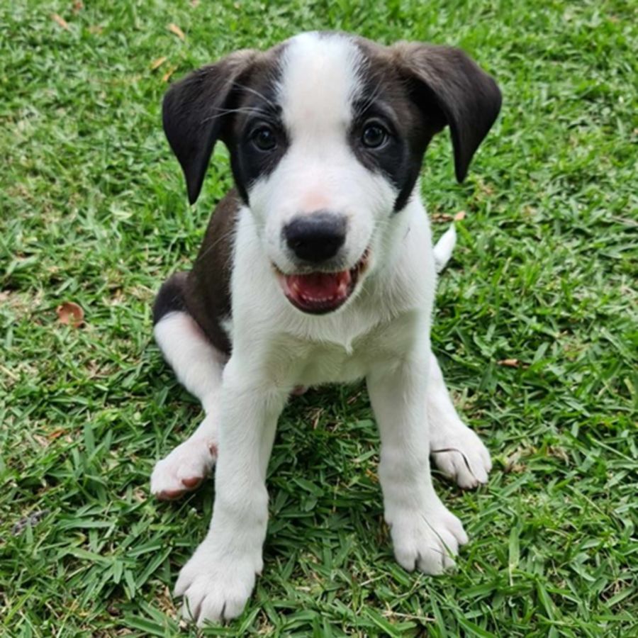 Border Collie Giving Out Good Night Kisses Melts Hearts Online