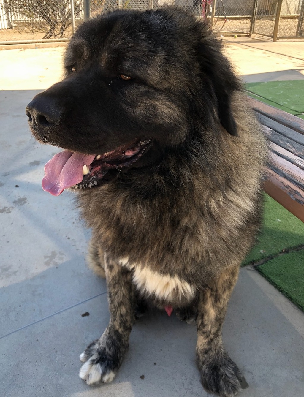 Shack Large Male Caucasian Shepherd Mix Dog In VIC PetRescue shack-large-male-caucasian-shepherd-mix-dog-in-vic-petrescue