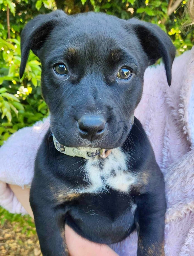 Nova Medium Female Staffordshire Bull Terrier Mix Dog In QLD PetRescue Nova Medium Female Staffordshire Bull Terrier Mix Dog In QLD PetRescue