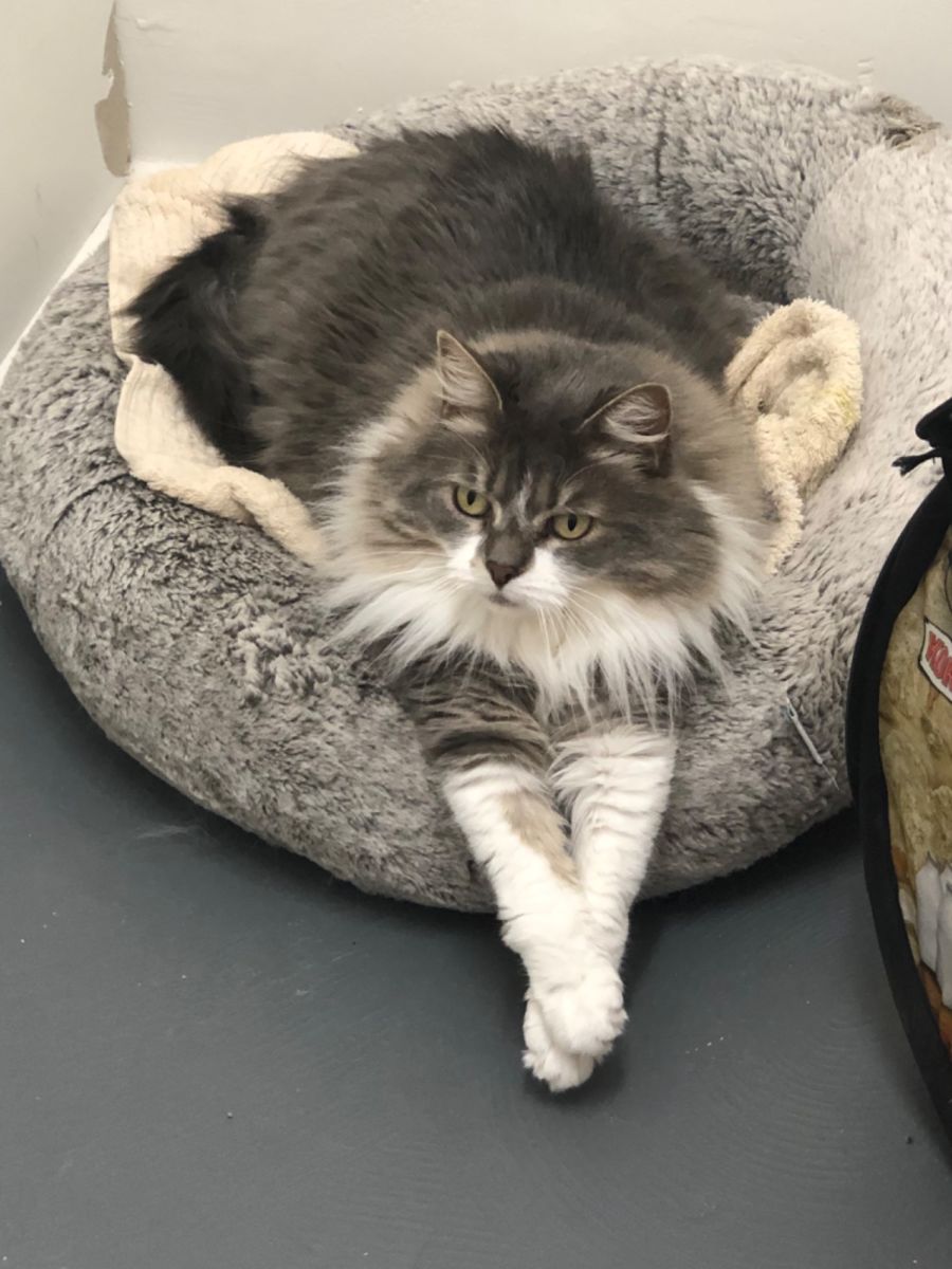 Bella meet me at Petstock Hastings store Female Domestic Medium Hair