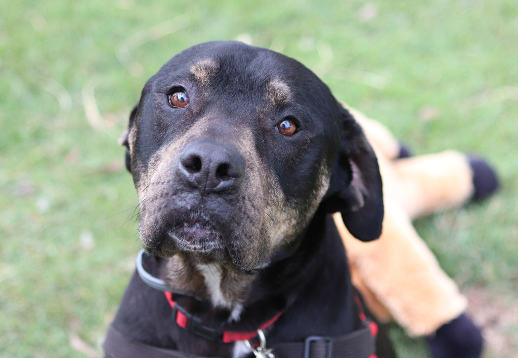 Rocky - Large Male Boxer x Rottweiler Mix Dog in QLD - PetRescue