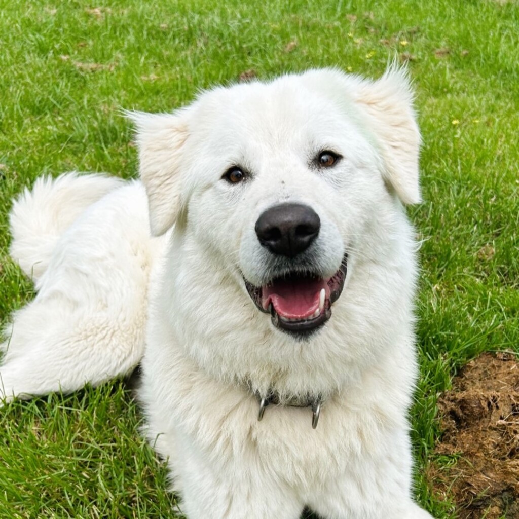 Narla - Large Female Maremma Sheepdog Dog in VIC - PetRescue