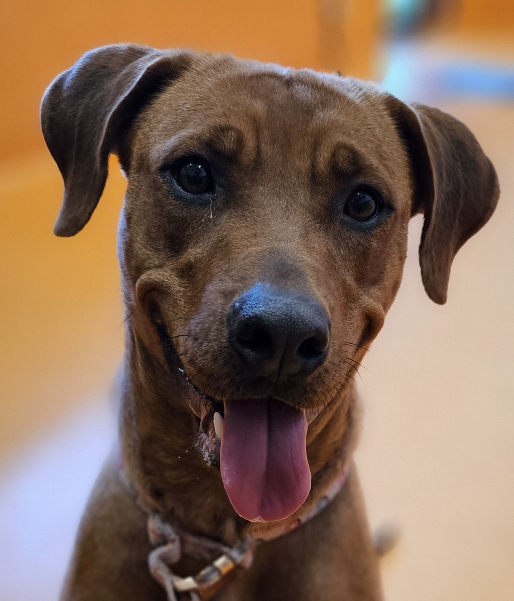 Misti Large Female Rhodesian Ridgeback x American Staffordshire Bull Terrier Mix Dog in QLD