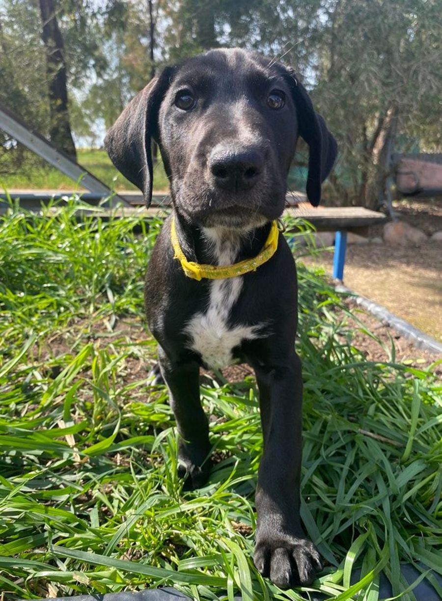 Maggie - Medium Female German Shorthaired Pointer x Greyhound x Bull ...