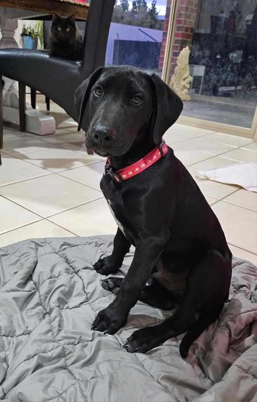 Hunter - Medium Male German Shorthaired Pointer x Greyhound x Bull ...