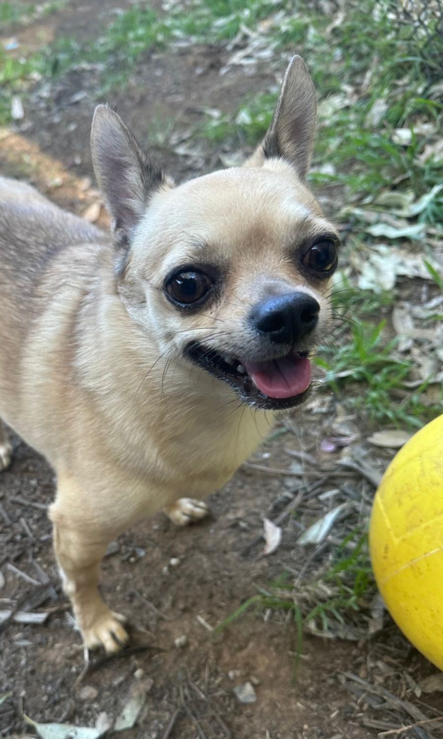 Stanley - 1 Year Old Chihuahua x Foxy (Trial) - Small Male Chihuahua Dog in  NSW - PetRescue