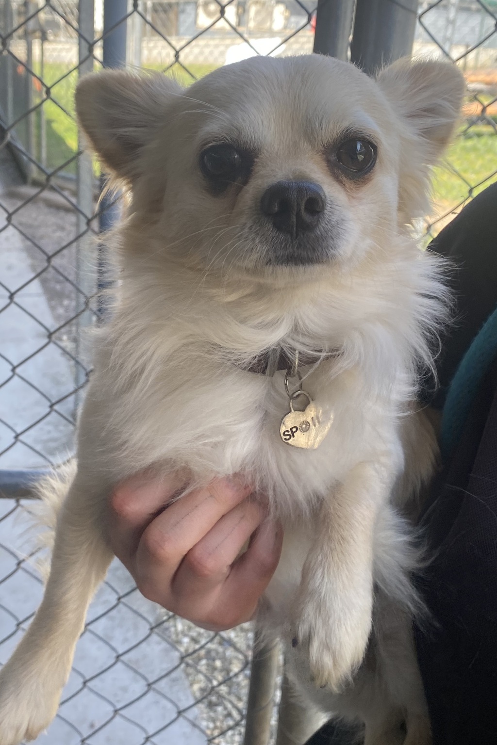 Stanley - 1 Year Old Chihuahua x Foxy (Trial) - Small Male Chihuahua Dog in  NSW - PetRescue