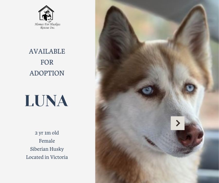 Luna siberian hot sale husky rescue