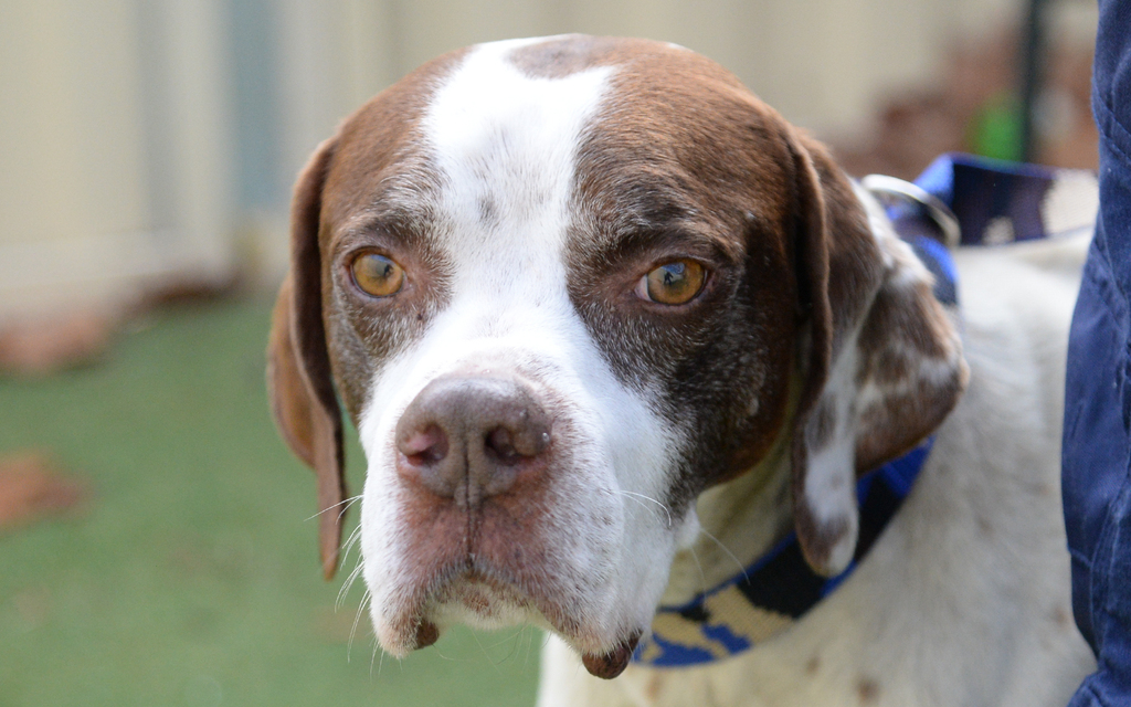 Charles Medium Male English Pointer Mix Dog in VIC PetRescue