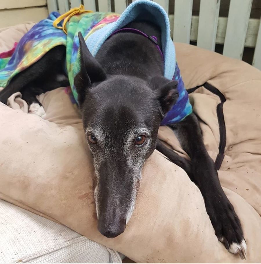 Tarragon Large Male Greyhound Dog in VIC PetRescue