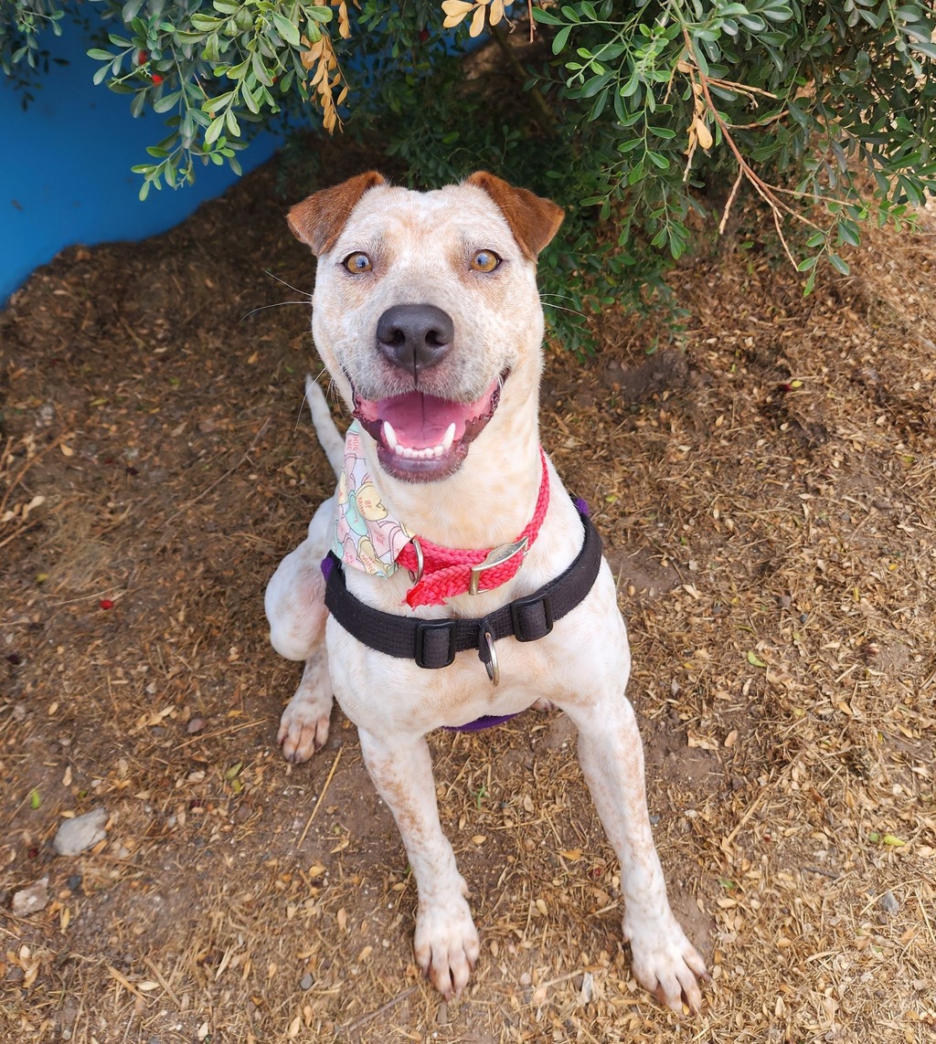 Australian Ridgebac Bella - Medium Female Australian Cattle Dog x Rhodesian Ridgeback Mix ...