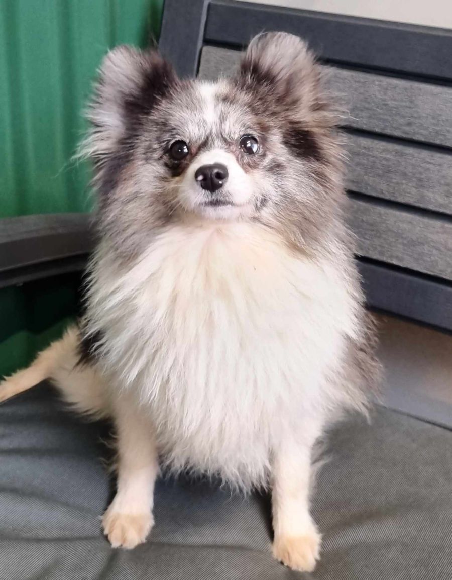 Pomeranian rescue cheap centre