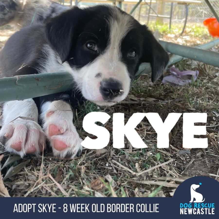 Skye - 8 Week Old Border Collie (Trial) - Medium Female Border Collie ...