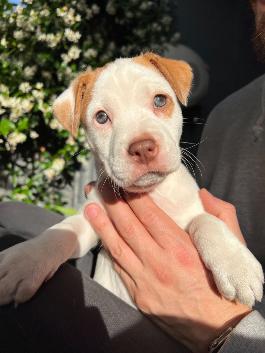 Marshmallow Medium Female Mixed Breed Mix Dog in NSW PetRescue