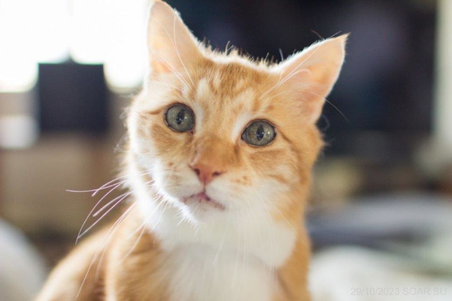 Scooter Wilberforce Male Domestic Medium Hair Mix Cat in VIC PetRescue