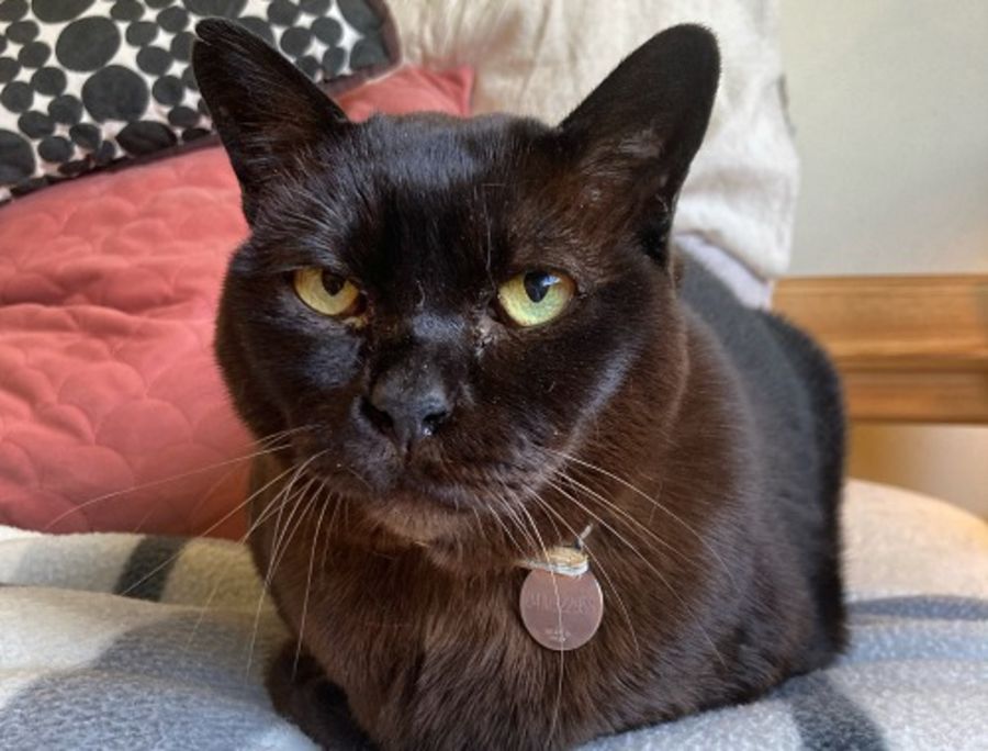 Mali Wilberforce Female Domestic Short Hair Mix Cat in VIC PetRescue