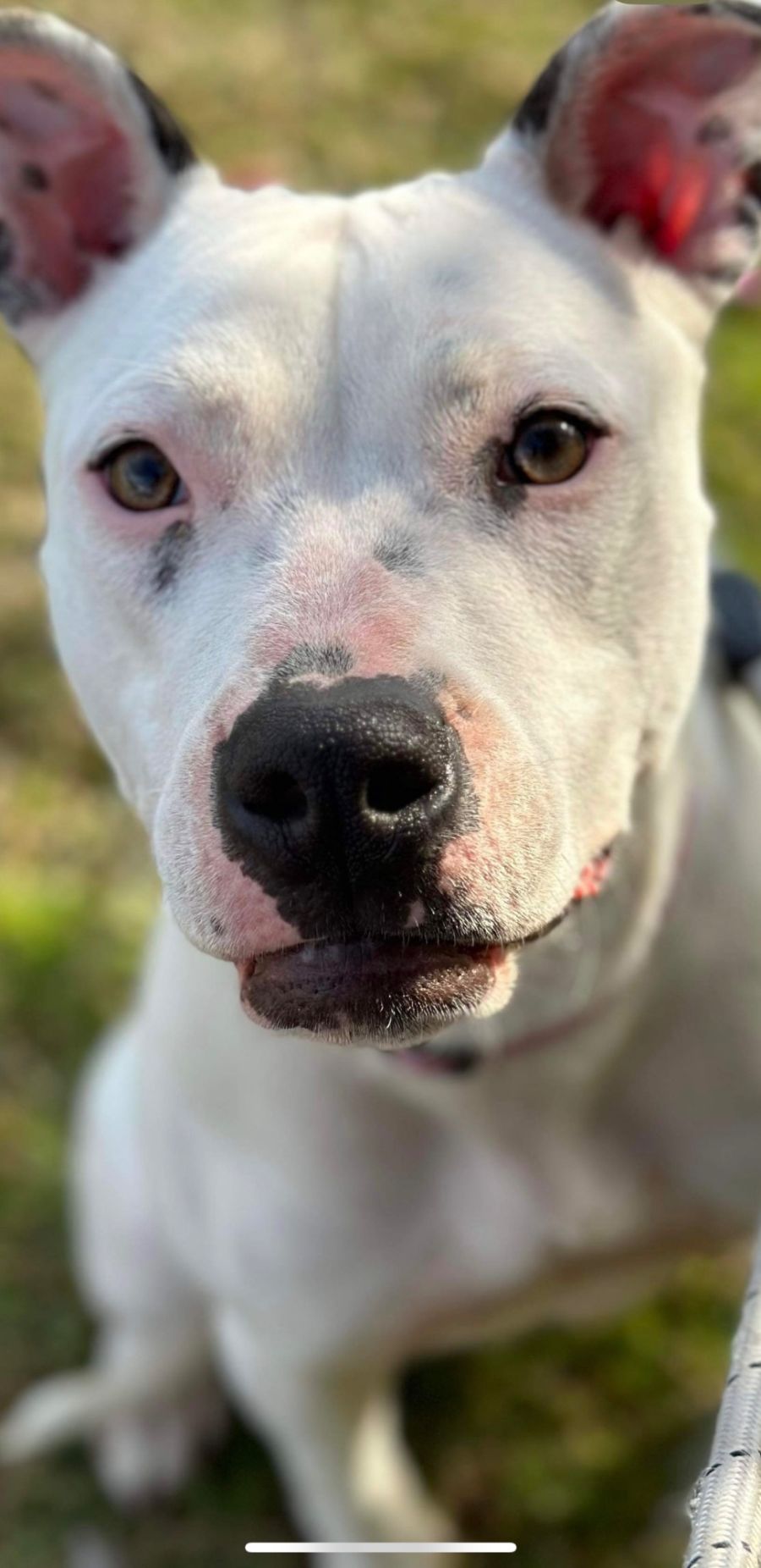 Peppa Large Female Wolfhound x Bull Arab x Staffy Mix Dog in NSW PetRescue