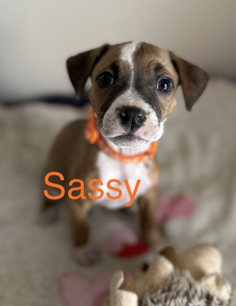 Sassy - Medium Female Staffy Dog in NSW - PetRescue