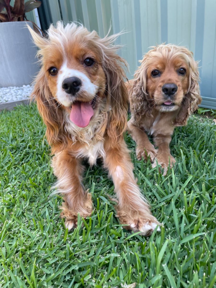 April & Mandy - Small Female Cocker Spaniel Mix Dog in NSW - PetRescue