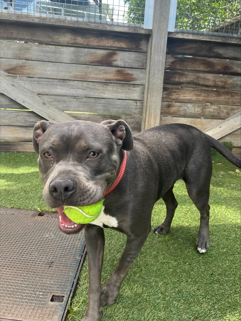 Blue nose best sale staffordshire bull terrier