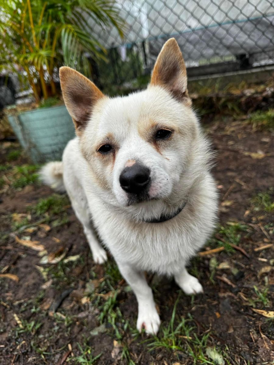 Stanley - 1 Year Old Chihuahua x Foxy (Trial) - Small Male Chihuahua Dog in  NSW - PetRescue