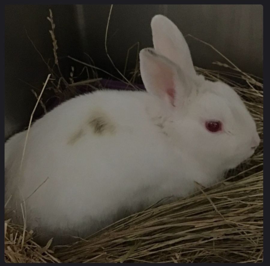 Ted Bunny - Male Dwarf lop Rabbit in VIC - PetRescue