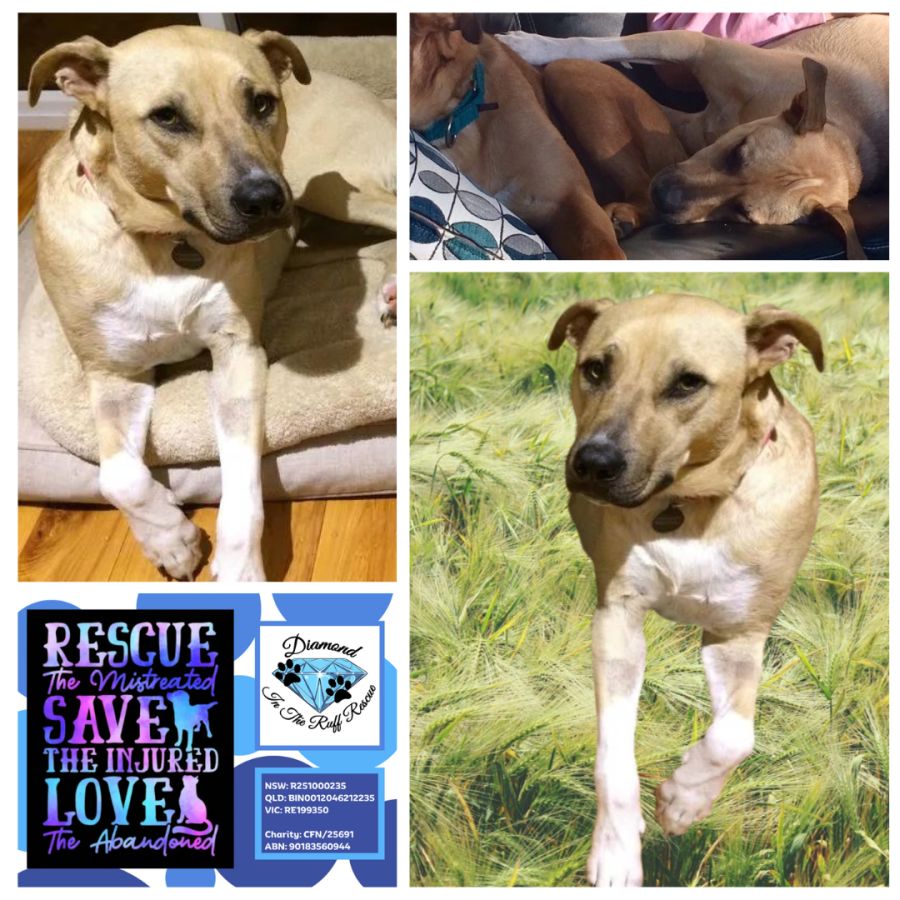 Luca Medium Female Labrador Mix Dog in NSW PetRescue