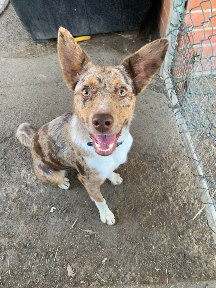 Coco - Medium Female Koolie x Kelpie Dog in VIC - PetRescue