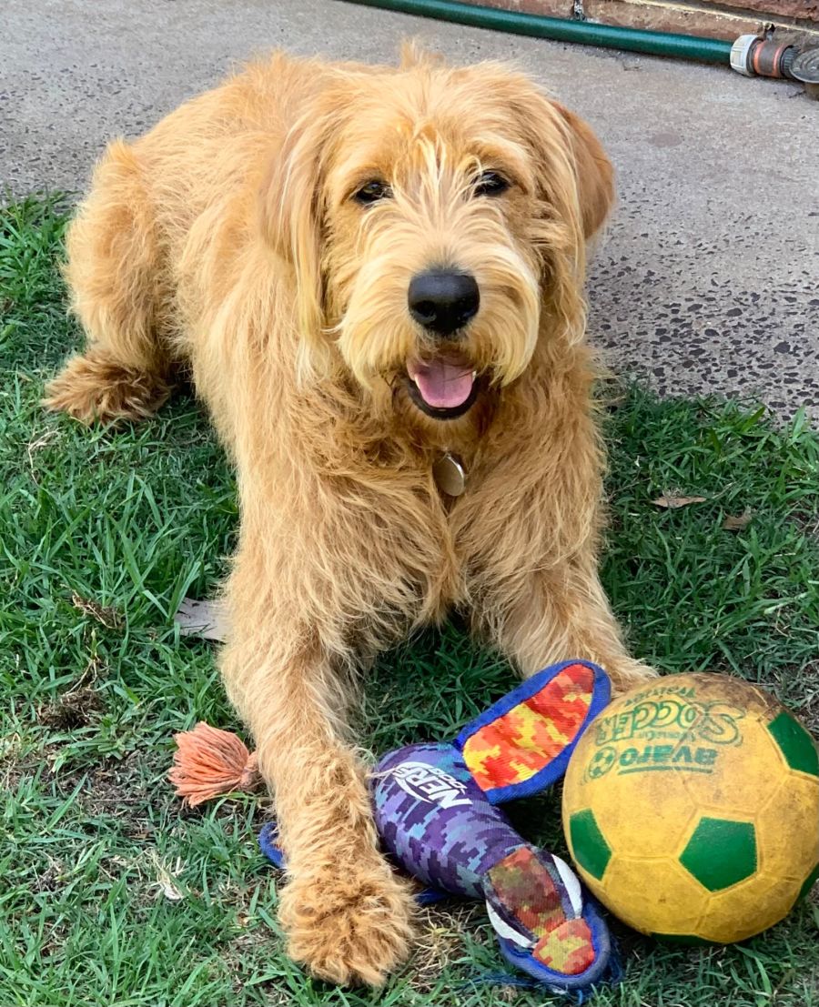 Dachshund Irish Wolfhound Cross Corgi Mixed Breed Poodle, Great Pyrenees,  Russian Wolfhound, Pet Dog