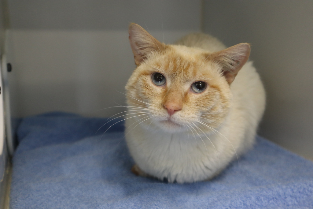 Apollo - Male Domestic Short Hair Mix Cat in VIC - PetRescue