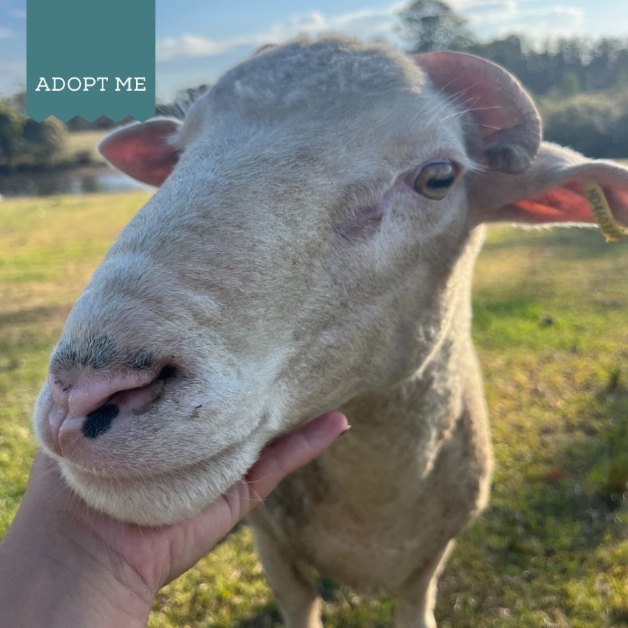 Adopt a deals sheep near me