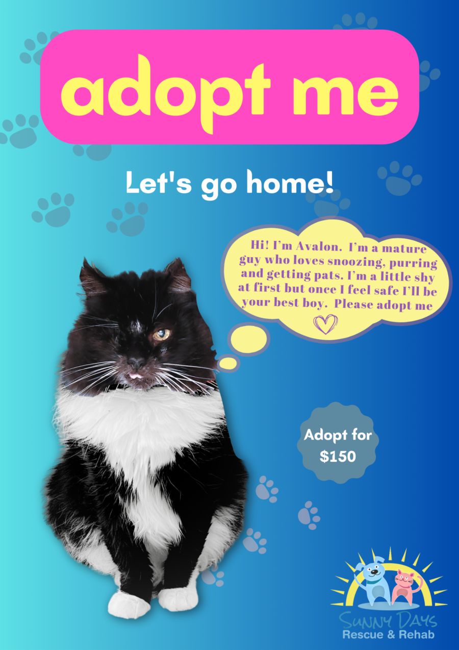 ADOPT ME, SUPPORT YOUR LOCAL STREET CAT | Poster