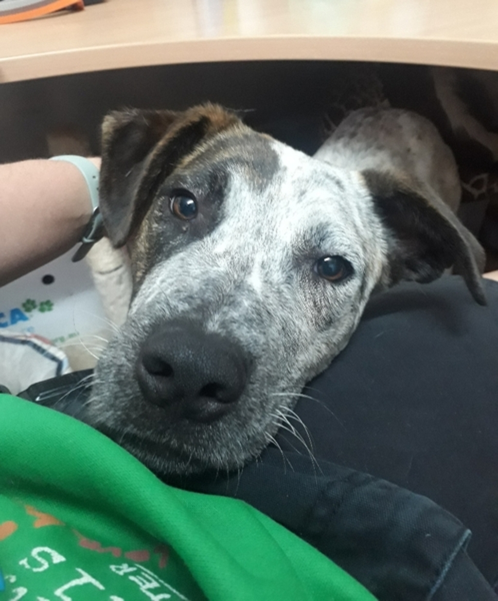 Aussie Shepard X Ridgeback Loki - Medium Male Australian Cattle Dog x Rhodesian Ridgeback Mix Dog ...