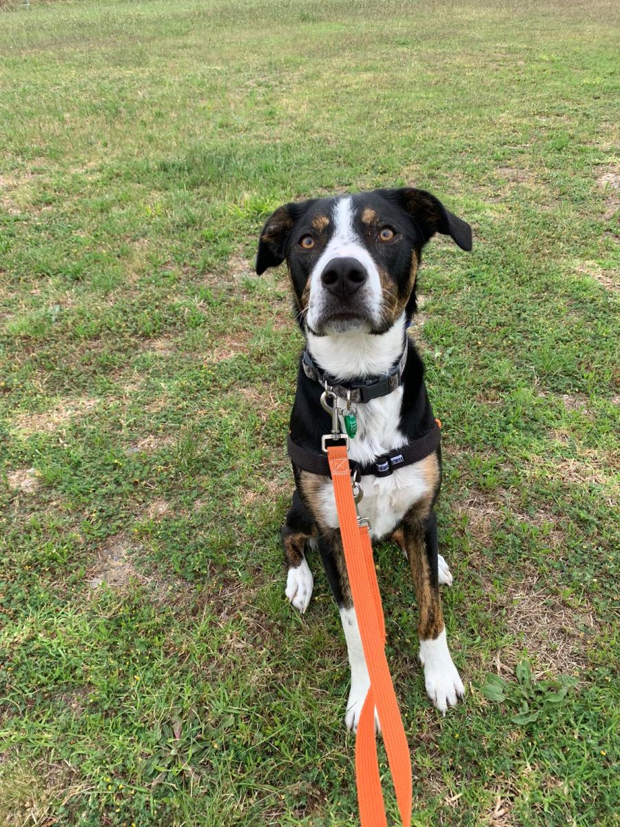 Diesel - Medium Male Border Collie Mix Dog in VIC - PetRescue