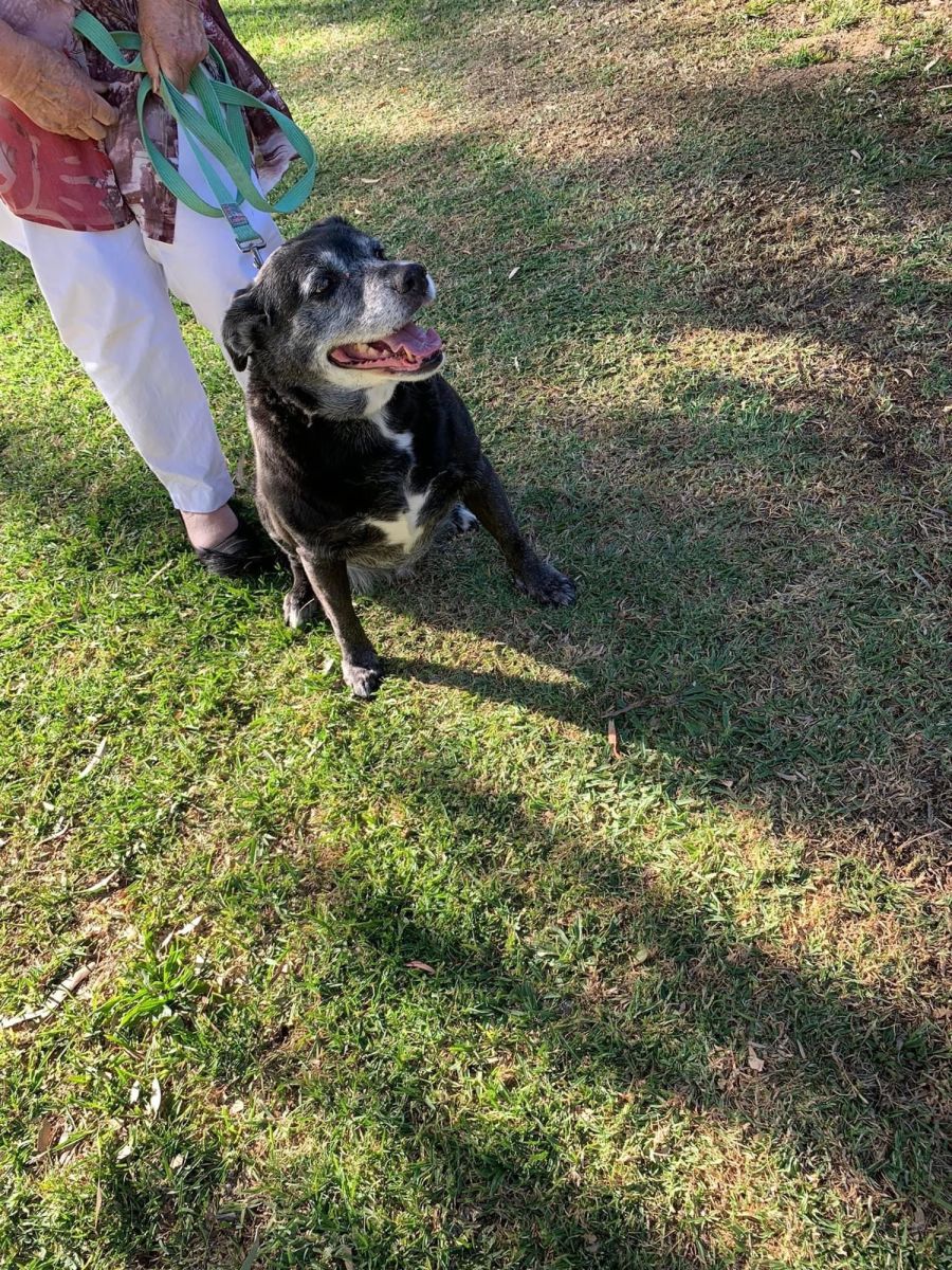 Oldies but Goodies Dog Rescue PetRescue