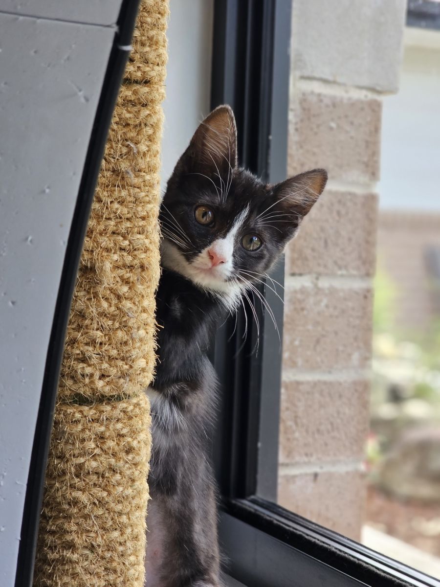 Navigating the Cat Vaccine Shortage Tips for Continued Care PetRescue