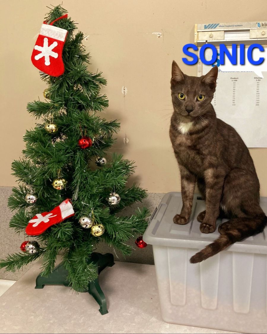 Port Macquarie Animal Shelter PetRescue