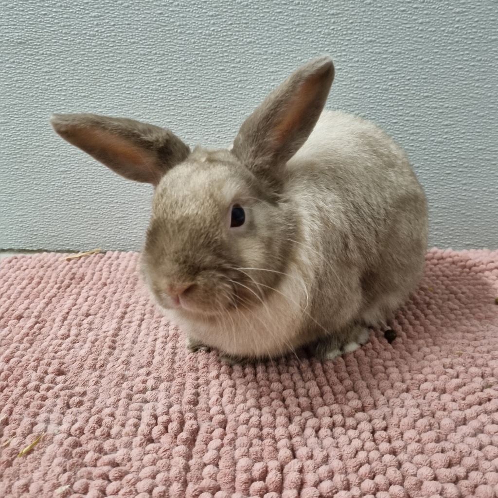 Lewis Rabit Lewis - Male Dwarf Rabbit in VIC - PetRescue