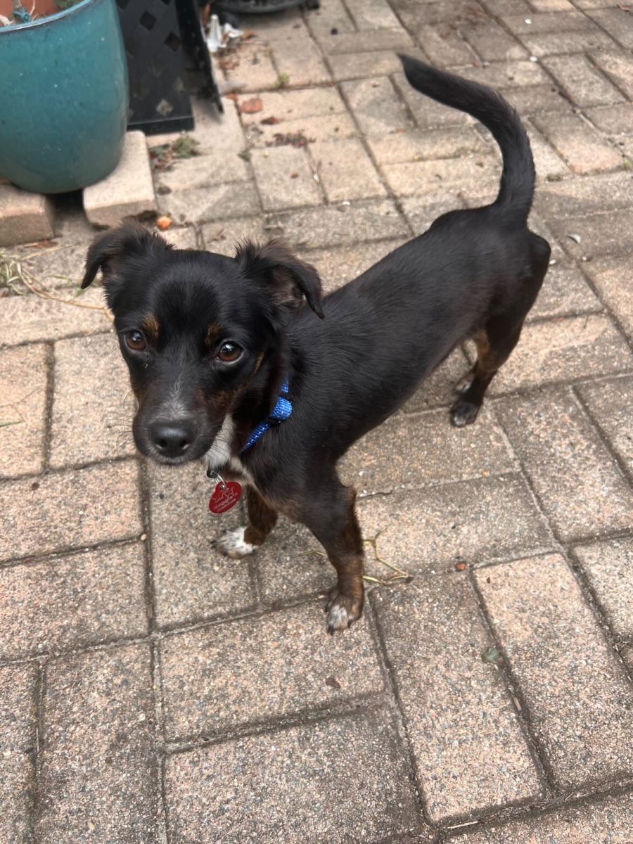 Stanley - 1 Year Old Chihuahua x Foxy (Trial) - Small Male Chihuahua Dog in  NSW - PetRescue