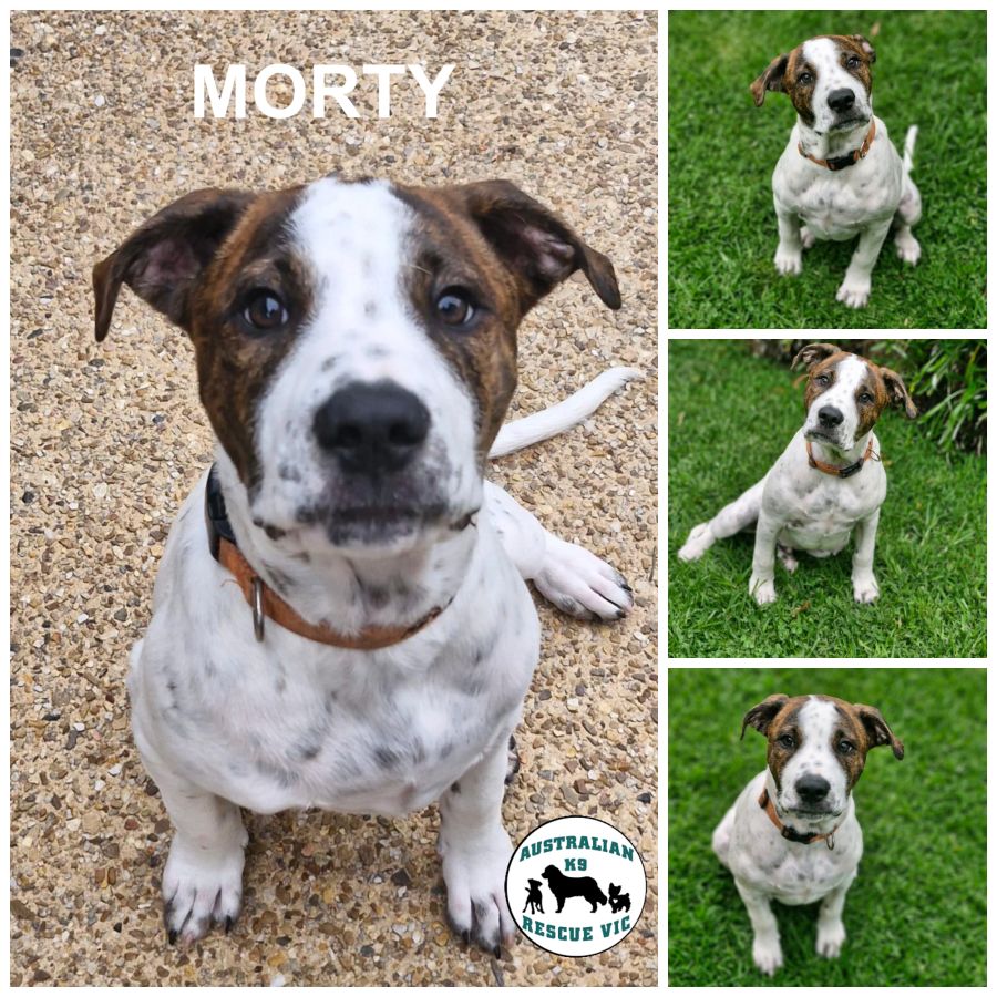 Mortadella Large Male Mastiff Mix Dog in VIC PetRescue