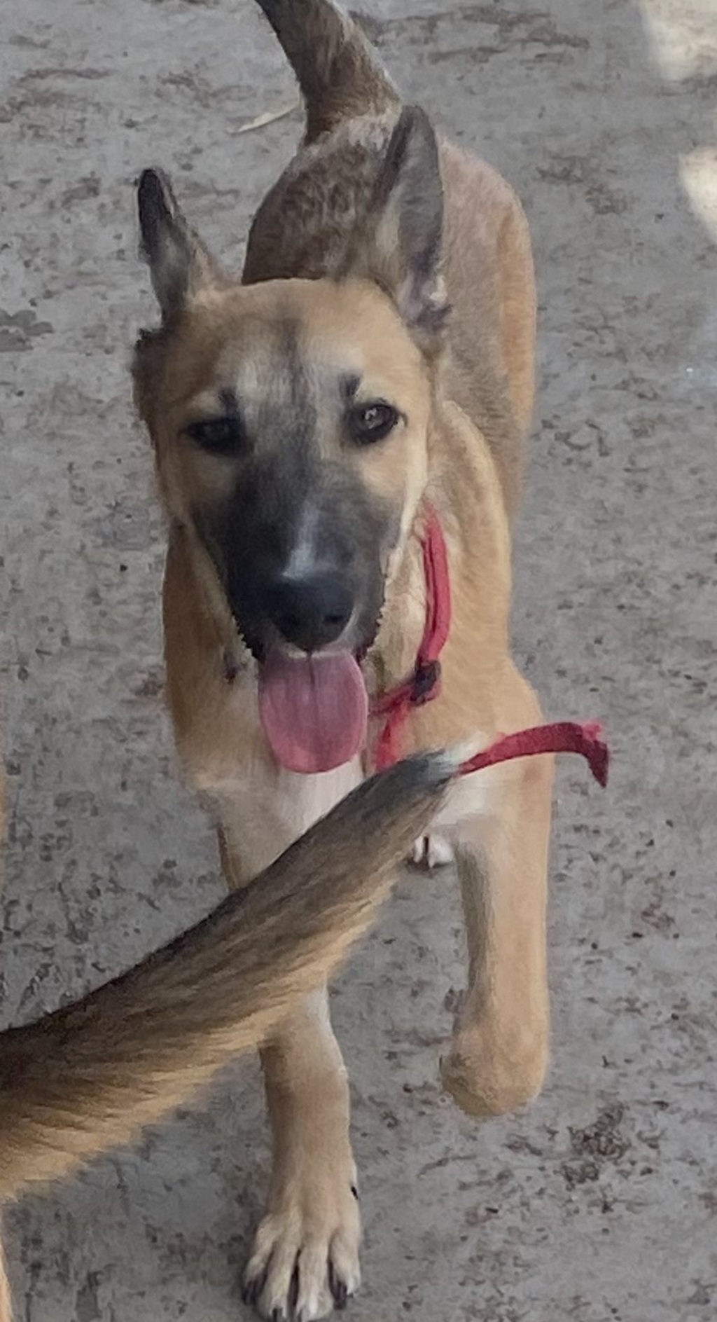 Ariel Large Female Irish Wolfhound x Siberian Husky Mix Dog in VIC