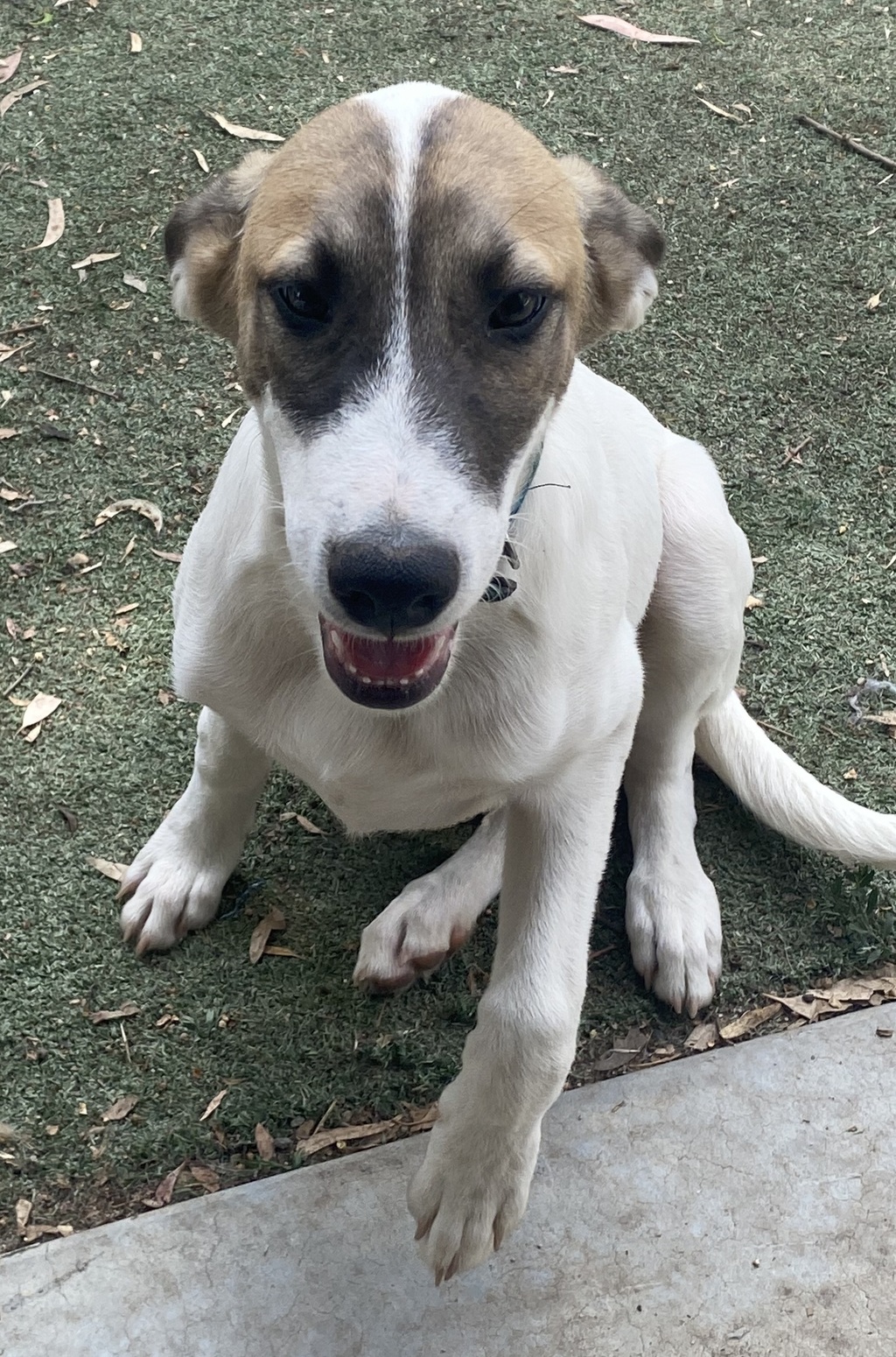 Flynn Rider Large Male Irish Wolfhound x Siberian Husky Mix Dog in