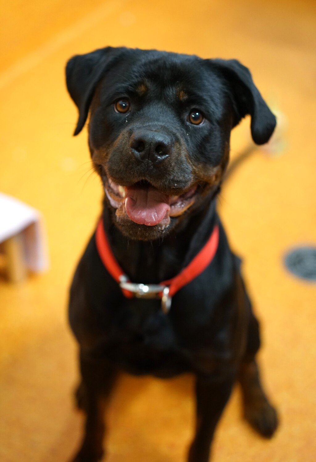 Summer - Medium Female Rottweiler Mix Dog in QLD - PetRescue