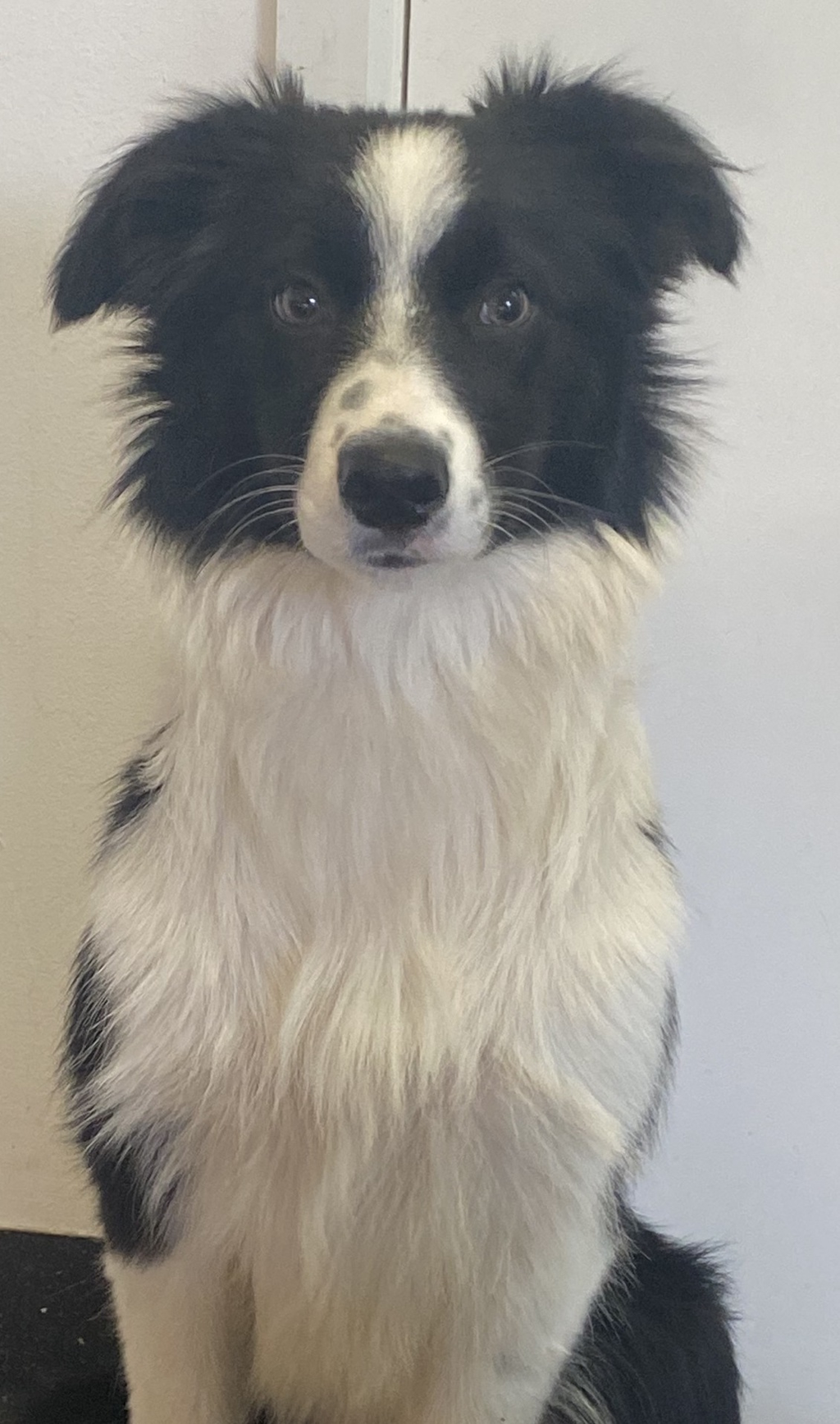 Izzy - Medium Female Border Collie Mix Dog in VIC - PetRescue