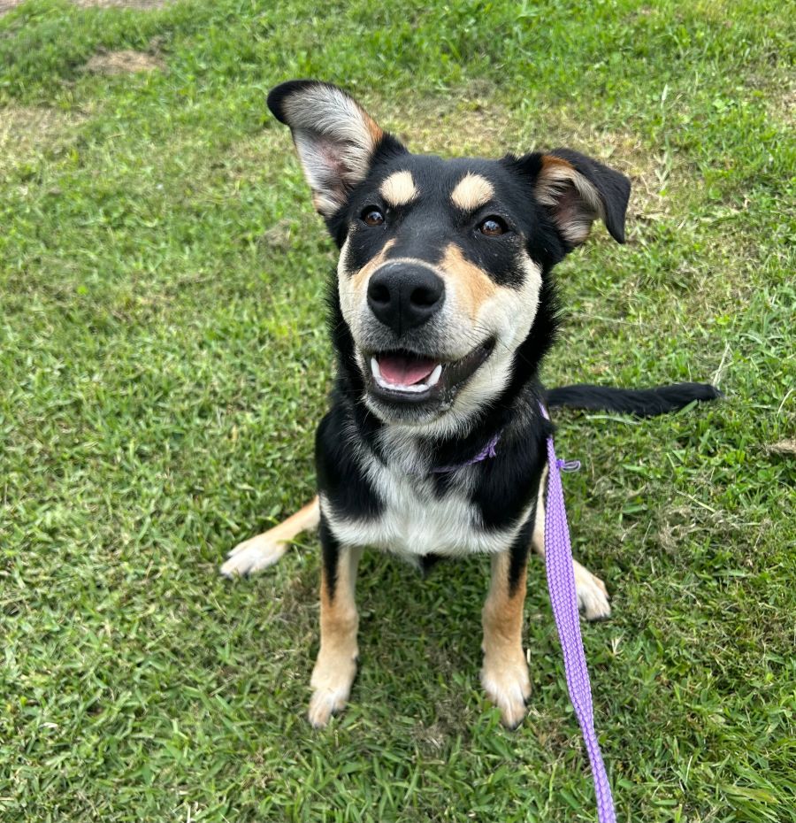 Lucy - Large Female Kelpie x Maremma Sheepdog Dog in VIC - PetRescue